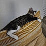 Dierks is registered to the contest to win money with this photo: cat, tabby, sleeping, pillow, couch, indoor, cozy, relaxation, feline, pet, striped, white_paws, resting, home, textured_wall, blanket, comfort, domestic_animal, nap, fur