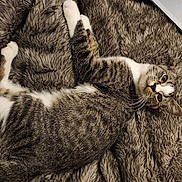 Dierks joined the competition — help win amazing prizes! cat, tabby, white_paws, white_chest, fur, whiskers, ears, eyes, blanket, fluffy, gray, laptop, keyboard, indoor, pet, relaxed, lying_down, curious, close_up, cozy