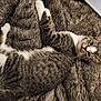 cat, tabby, white_paws, white_chest, fur, whiskers, ears, eyes, blanket, fluffy, gray, laptop, keyboard, indoor, pet, relaxed, lying_down, curious, close_up, cozy