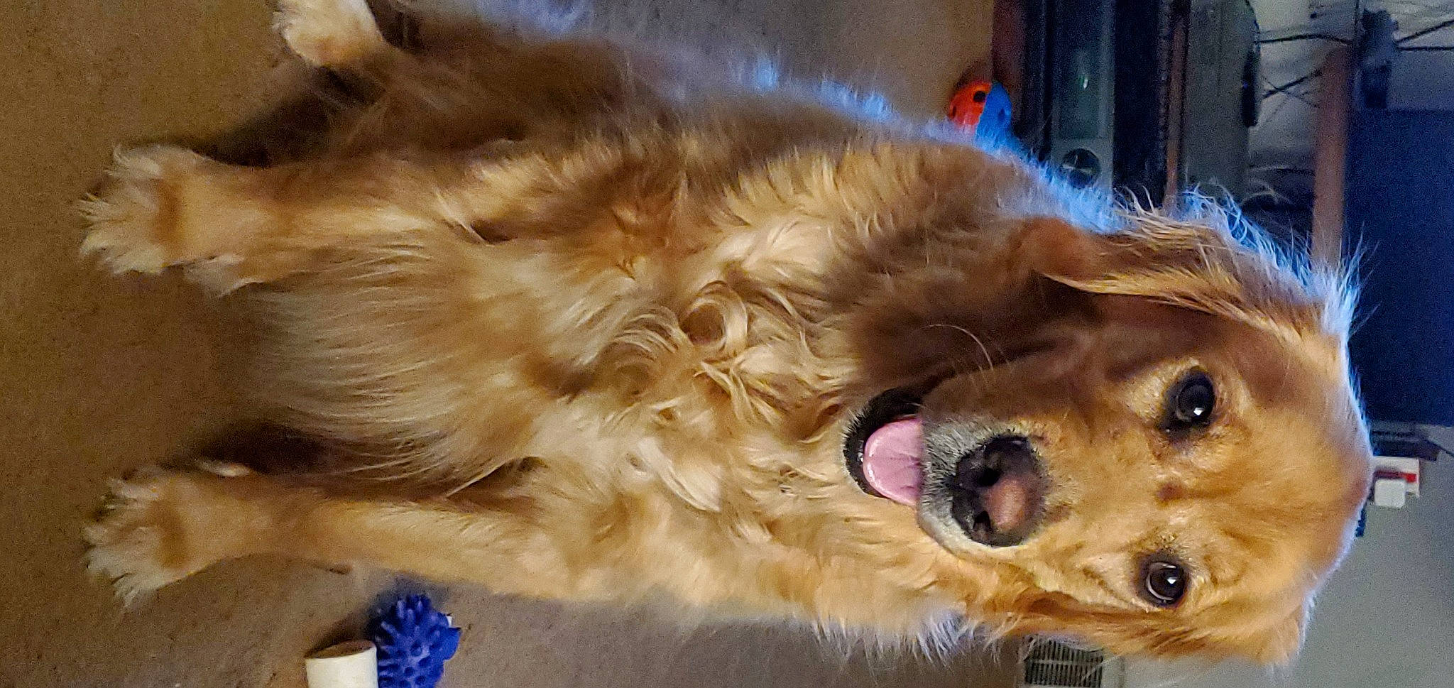 Jaycee joined the competition — help win amazing prizes! ball, canidae, carnivore, companion_dog, dog, dog_breed, ear, fang, fawn, fur, hair, head, liver, paw, retriever, snout, sporting_group, toy_dog, whiskers, working_animal