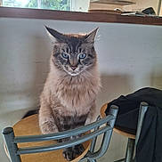 Ricardo a rejoint le concours — aidez-le/la à gagner de superbes lots ! cat, blue_eyes, fluffy, sitting, stool, metal_chair, wooden_surface, indoor, window, kitchen, jacket, furniture, pet, animal, domestic, fur, whiskers, ears, face, quiet