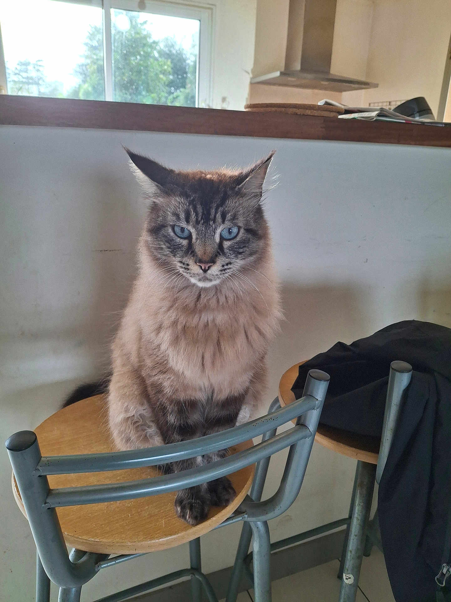 Ricardo a rejoint le concours — aidez-le/la à gagner de superbes lots ! cat, blue_eyes, fluffy, sitting, stool, metal_chair, wooden_surface, indoor, window, kitchen, jacket, furniture, pet, animal, domestic, fur, whiskers, ears, face, quiet
