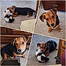 puppy, dog, black_and_brown, pet, animal, stuffed_animal, panda_toy, playing, lying_down, sitting, close_up, portrait, adorable, cute, indoors, carpet, wooden_furniture, collage, four_panel, playful