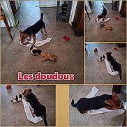 Filou a rejoint le concours — aidez-le/la à gagner de superbes lots ! dog, puppy, pet, black_and_brown, playing, chewing, toys, plush_toy, stuffed_animal, paper, floor, indoor, home, hallway, collage, multiple_views, red_bone, playful, funny, text_overlay