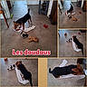 dog, puppy, pet, black_and_brown, playing, chewing, toys, plush_toy, stuffed_animal, paper, floor, indoor, home, hallway, collage, multiple_views, red_bone, playful, funny, text_overlay