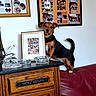 dog, pet, portrait, indoors, living_room, sofa, furniture, cabinet, framed_photos, photographs, wall_art, dog_portraits, collar, black_and_brown, sitting, standing, home_decor, glassware, sculpture, funny_pose