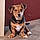 Filou