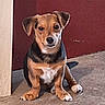 dog, puppy, sitting, portrait, floppy_ears, brown_fur, black_fur, white_chest, white_paws, looking_at_camera, indoors, door, red_background, floor, front_legs, animal, pet, cute, serious_expression, photography
