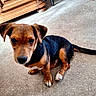 puppy, dog, canine, black_and_tan, floppy_ears, brown_fur, black_fur, white_paws, sitting, looking_at_camera, pet, animal, portrait, outdoor, concrete, floor, wooden_furniture, tail, cute, domestic_animal