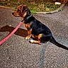 Filou a rejoint le concours — aidez-le/la à gagner de superbes lots ! dog, puppy, black_and_brown, sitting, outdoor, pavement, sidewalk, grass, curb, leash, collar, chain_collar, pink_leash, profile, animal, pet, canine, street, daylight, photography