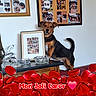 Filou participe au concours pour gagner de l'argent avec cette photo : dog, canine, portrait, standing, sitting, brown_and_black, floppy_ears, collar, tail, indoor, home_decor, framed_photos, pet_photography, cabinet, tabletop, glass_bowl, dolphin_figurine, rose_petals, heart_emoji, text_overlay