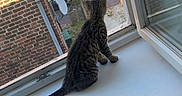 Aika participe au concours pour gagner de l'argent avec cette photo : cat, kitten, tabby, windowsill, window, open_window, brick_building, street, daylight, sunlight, curious, indoor, pet, young_cat, tail, animal, quiet, urban, reflection, radiator