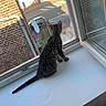 cat, kitten, tabby, windowsill, window, open_window, brick_building, street, daylight, sunlight, curious, indoor, pet, young_cat, tail, animal, quiet, urban, reflection, radiator