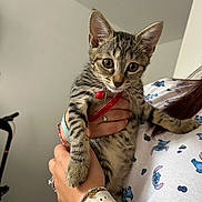 Aika participe au concours pour gagner de l'argent avec cette photo : kitten, tabby_cat, pet, cat_collar, person, hand, watch, bracelet, shirt, pattern, indoor, cute, animal, mammal, young, feline, domestic_animal, holding, close_up, collar_bell