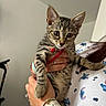 kitten, tabby_cat, pet, cat_collar, person, hand, watch, bracelet, shirt, pattern, indoor, cute, animal, mammal, young, feline, domestic_animal, holding, close_up, collar_bell