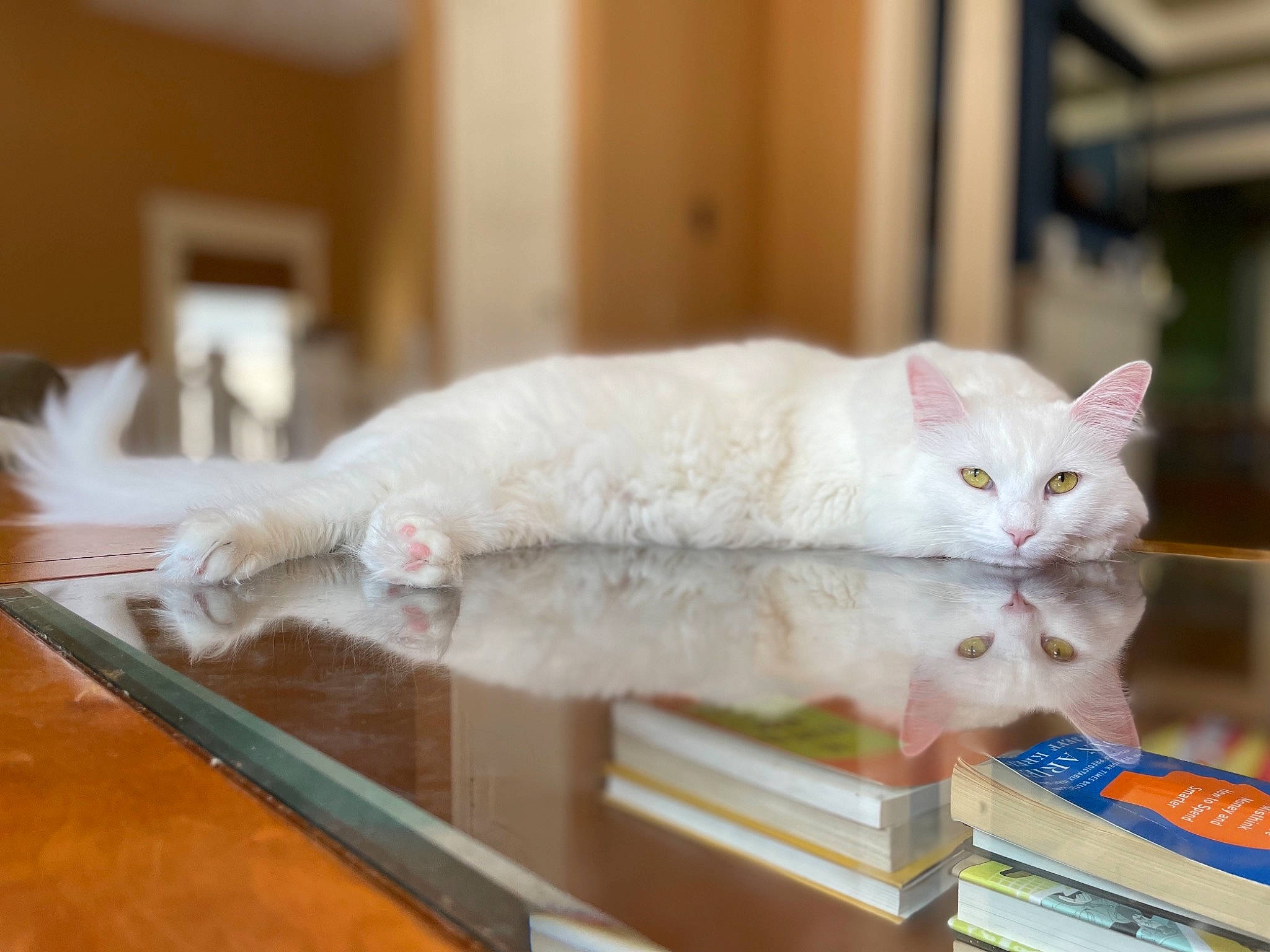 Maisel is registered to the contest to win money with this photo: carnivore, cat, cat_supply, claw, domestic_short_haired_cat, fawn, felidae, flooring, fur, hardwood, paw, pet_supply, room, small_to_medium_sized_cats, tail, whiskers, wood