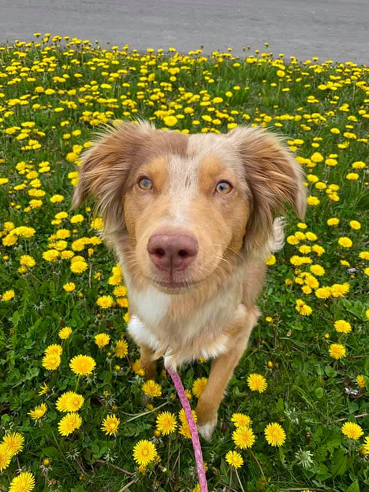 Colby joined the competition — help win amazing prizes! australian_shepherd, border_collie, canidae, carnivore, companion_dog, dog, dog_breed, flower, grass, mammal, meadow, nova_scotia_duck_tolling_retriever, plant, sporting_group, spring, wildflower