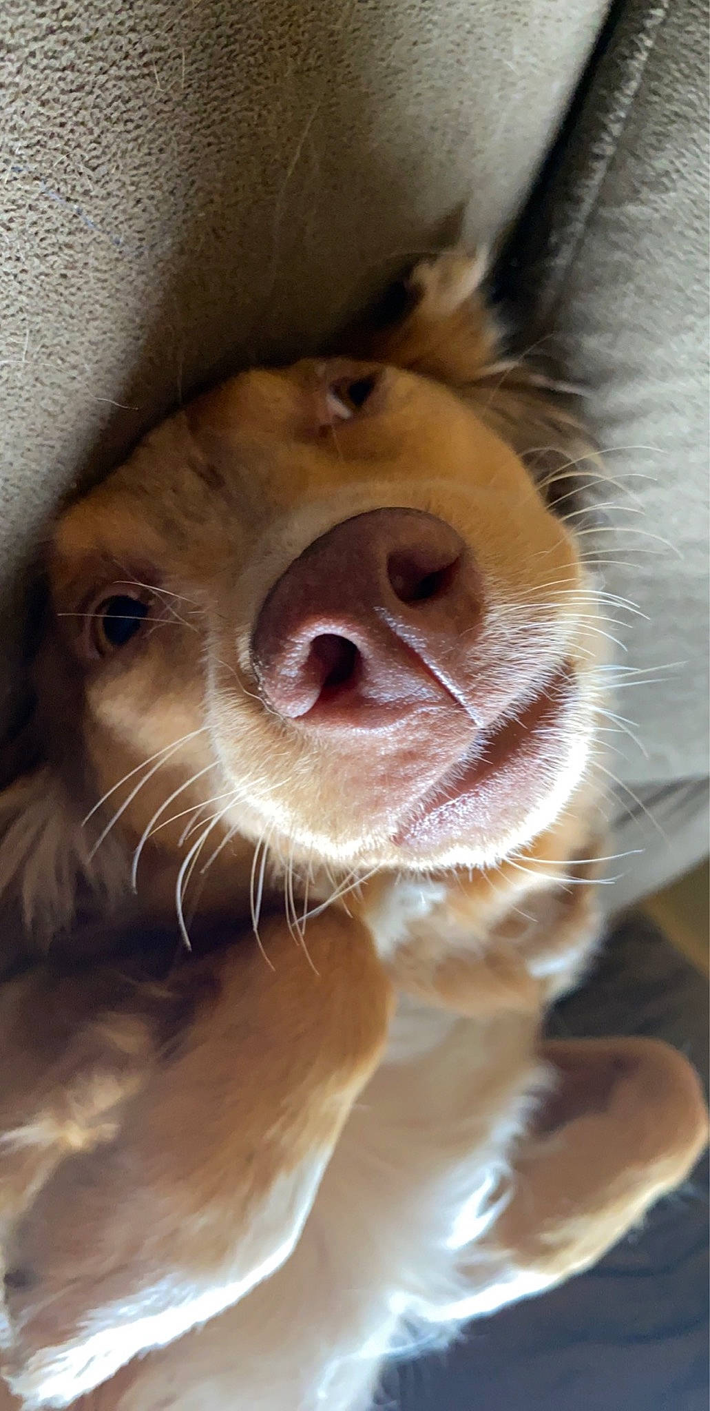 Colby is registered to the contest to win money with this photo: canidae, carnivore, close_up, dog, dog_breed, ear, fawn, jaw, mammal, mouth, nose, nova_scotia_duck_tolling_retriever, snout, sporting_group, whiskers