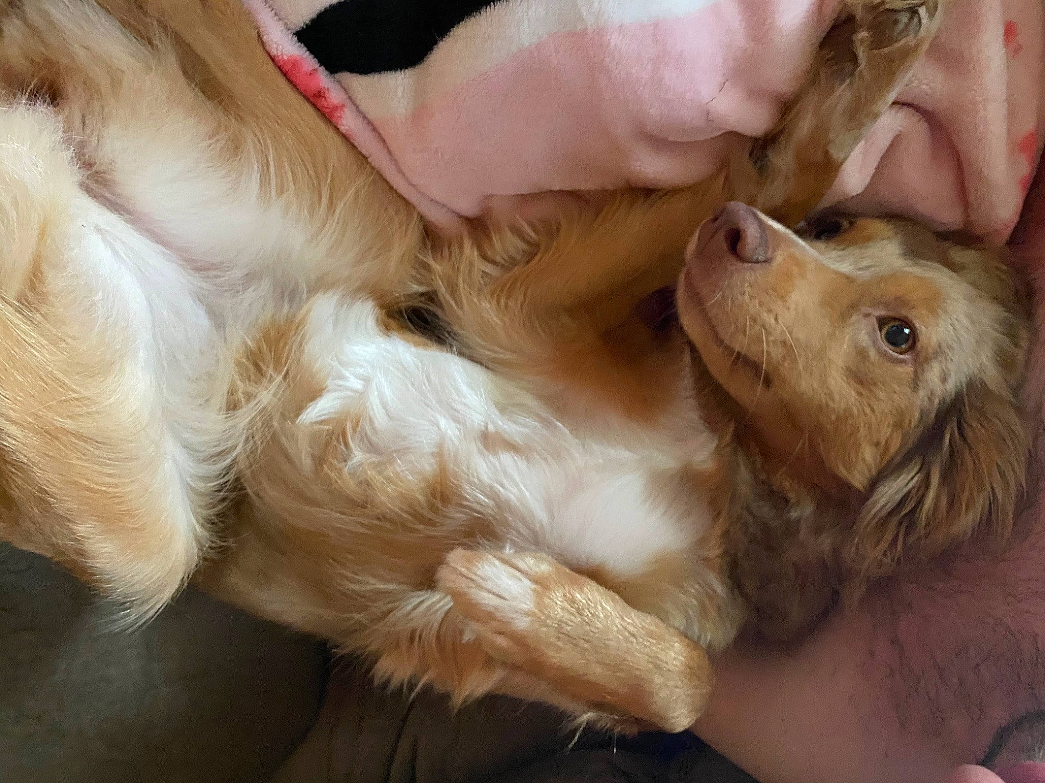 Colby is registered to the contest to win money with this photo: american_cocker_spaniel, canidae, carnivore, cockapoo, cocker_spaniel, companion_dog, dog, dog_breed, ear, english_cocker_spaniel, fawn, fur, hand, nova_scotia_duck_tolling_retriever, puppy, puppy_love, spaniel, sporting_group