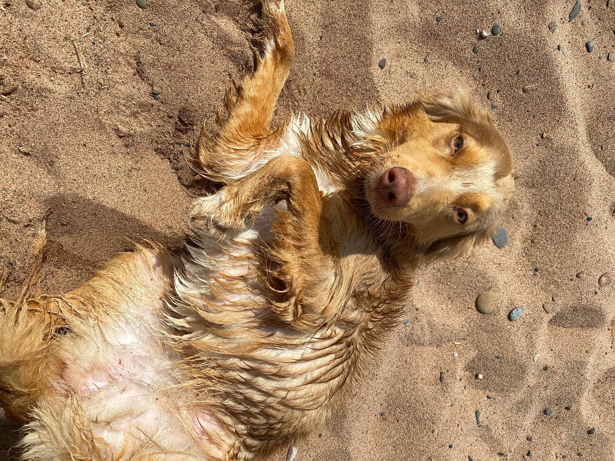 Colby joined the competition — help win amazing prizes! canidae, carnivore, fawn, fur, organism