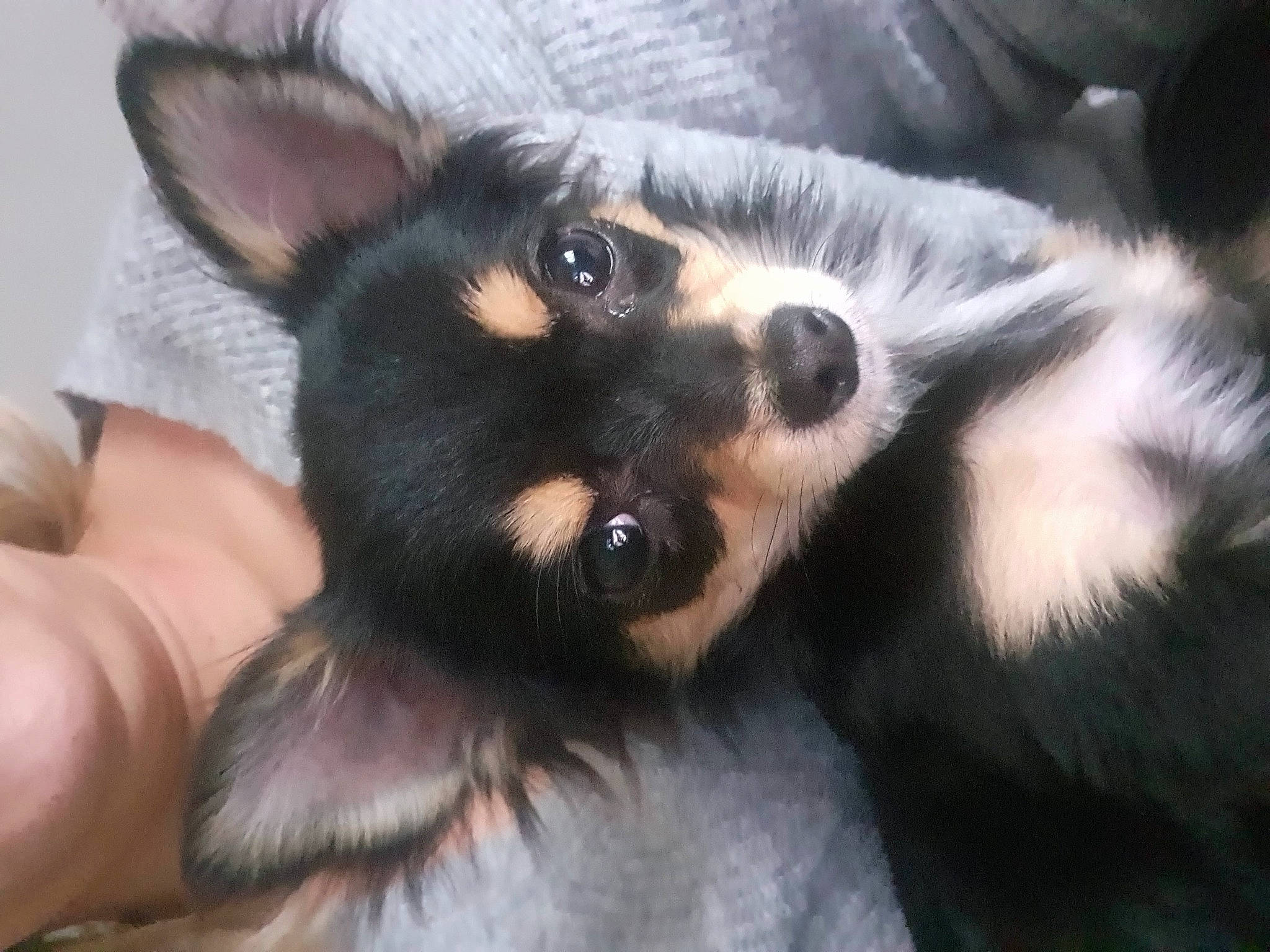 Nala a rejoint le concours — aidez-le/la à gagner de superbes lots ! canidae, carnivore, claw, companion_dog, dog, dog_breed, ear, fawn, fur, paw, snout, terrestrial_animal, whiskers, wildlife, working_dog