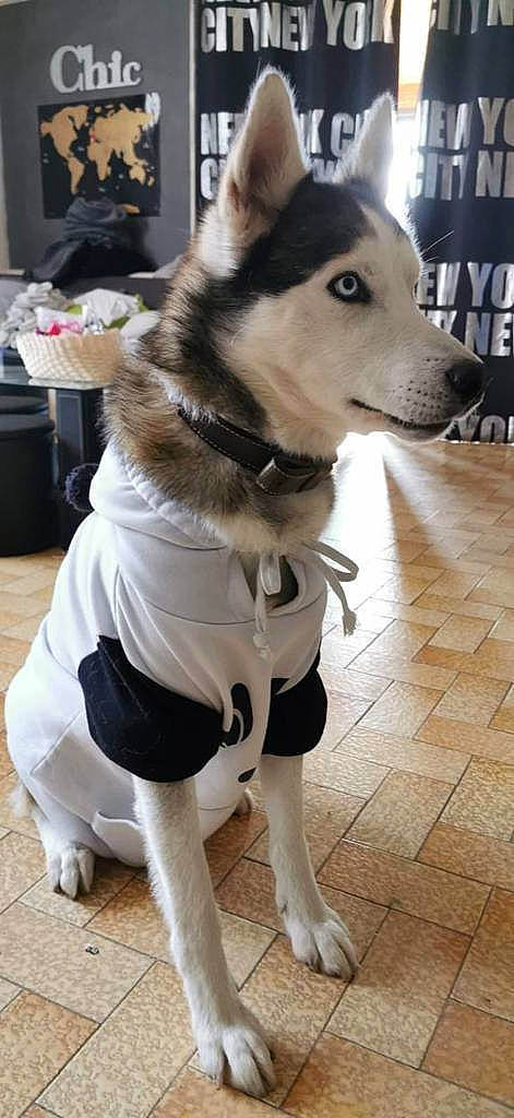 Loucky participe au concours pour gagner de l'argent avec cette photo : canidae, carnivore, collar, companion_dog, dog, dog_breed, dog_clothes, dog_collar, dog_supply, fashion_accessory, fawn, flooring, fur, leash, pet_supply, snout, sporting_group, tail, whiskers, working_animal