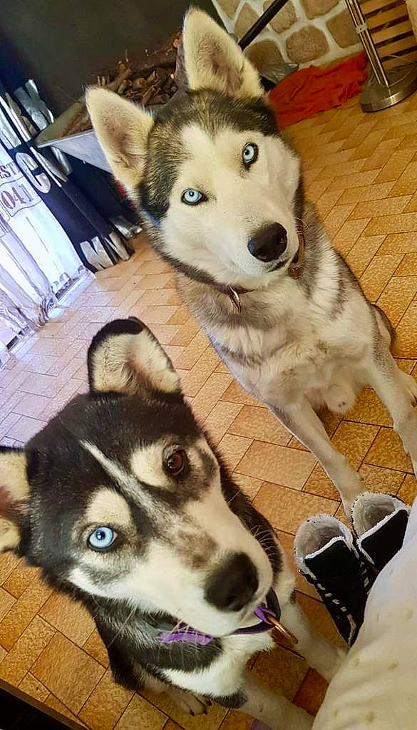 Loucky a rejoint le concours — aidez-le/la à gagner de superbes lots ! canidae, canis, carnivore, companion_dog, dog, dog_breed, fawn, fur, mammal, pet_supply, siberian_husky, sled_dog, snout, sporting_group, terrestrial_animal, vertebrate, wolf, wood, working_animal, working_dog