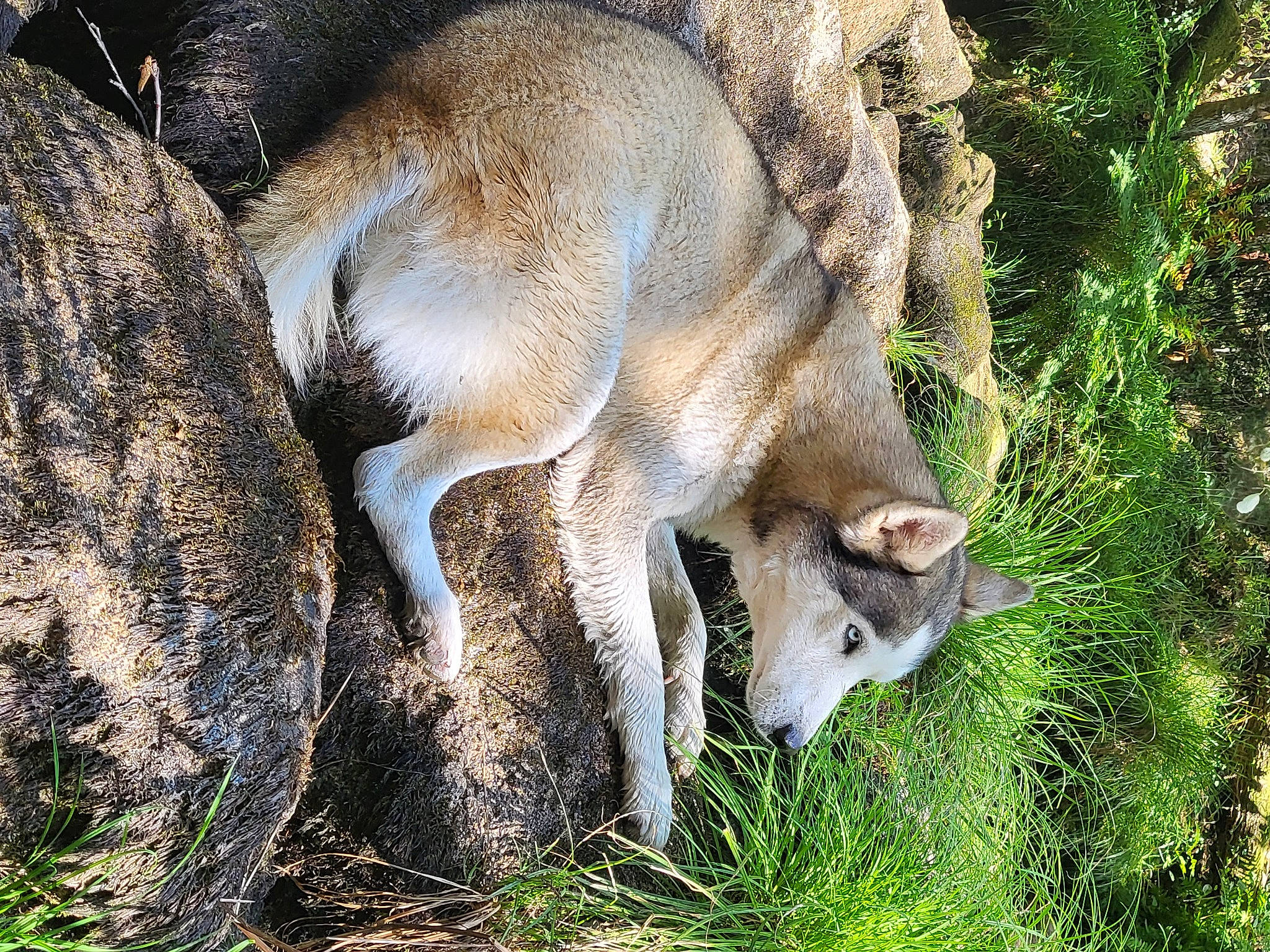Loucky a rejoint le concours — aidez-le/la à gagner de superbes lots ! cow_goat_family, deer, fawn, fur, goat_antelope, goats, grass, groundcover, pasture, plant, snout, tail, terrestrial_animal, wildlife