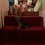 Babies is registered to the contest to win money with this photo: dog, stairs, indoor, carpet, small_dog, pet, animal, wooden_furniture, home, dim_lighting, four_dogs, brown, black, white, fur, ears, tail, window, bookshelf, wall