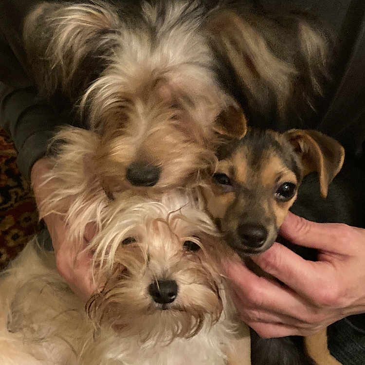 Babies joined the competition — help win amazing prizes! adorable, animal, canine, companionship, cozy, cute, dog, friendship, fur, hand, indoor, lap, mammal, mixed_breed, person, pet, portrait, puppy, small_dog, snuggle