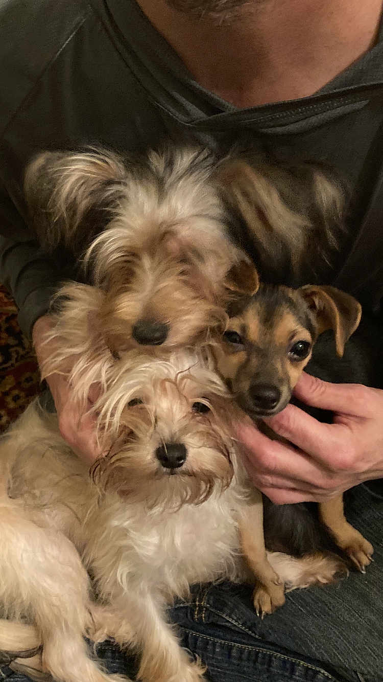 Babies joined the competition — help win amazing prizes! dog, puppy, pet, animal, fur, cute, snuggle, lap, hand, person, canine, friendship, companionship, indoor, cozy, small_dog, mixed_breed, mammal, adorable, portrait