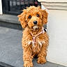 dog, puppy, cute, fluffy, brown, curly_fur, pet, animal, sitting, outdoor, wall, pink_harness, portrait, young, adorable, looking_at_camera, fur, paw, sidewalk, closeup