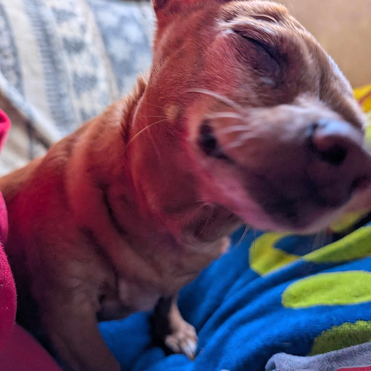 Peaches is registered to the contest to win money with this photo: animal, blanket, candid, close_up, cozy, cute, dog, ears, face, fur, indoor, paw, pet, relaxed, resting, sleepy, small_dog, smiling, snout, warm
