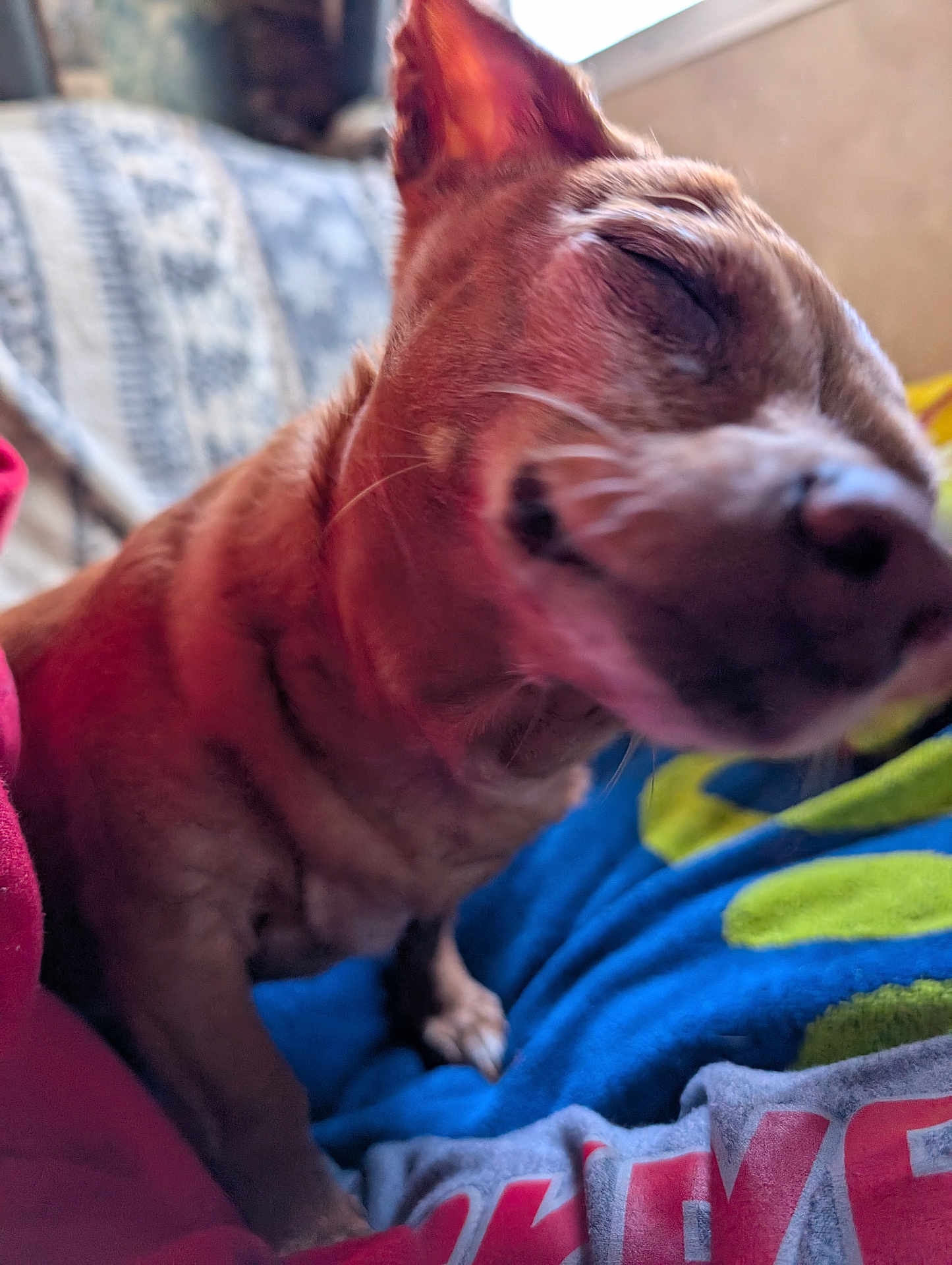 Peaches is registered to the contest to win money with this photo: dog, close_up, pet, smiling, resting, blanket, indoor, cozy, cute, fur, small_dog, animal, relaxed, warm, sleepy, candid, face, ears, snout, paw