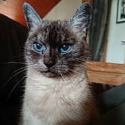 Figaro participe au concours pour gagner de l'argent avec cette photo : cat, blue_eyes, close_up, indoor, feline, fluffy_fur, animal, pet, portrait, seated, whiskers, calm, wooden_ceiling, sofa, home_interior, framed_picture, curtains, natural_light, brown, black
