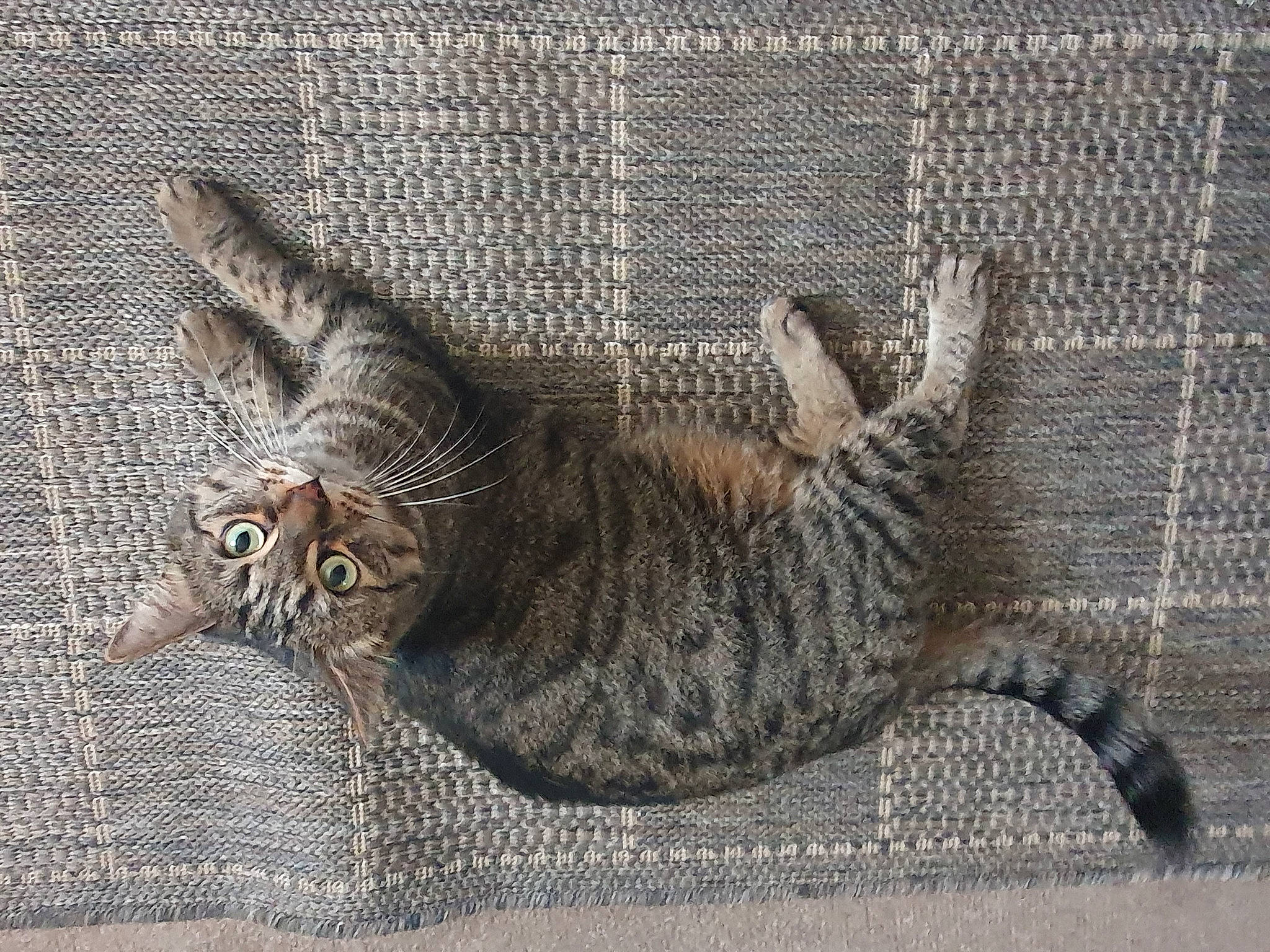 Ren joined the competition — help win amazing prizes! art, carnivore, cat, claw, comfort, domestic_short_haired_cat, felidae, fur, grey, nap, pattern, paw, small_to_medium_sized_cats, snout, tail, terrestrial_animal, tree, whiskers, wildlife, wood