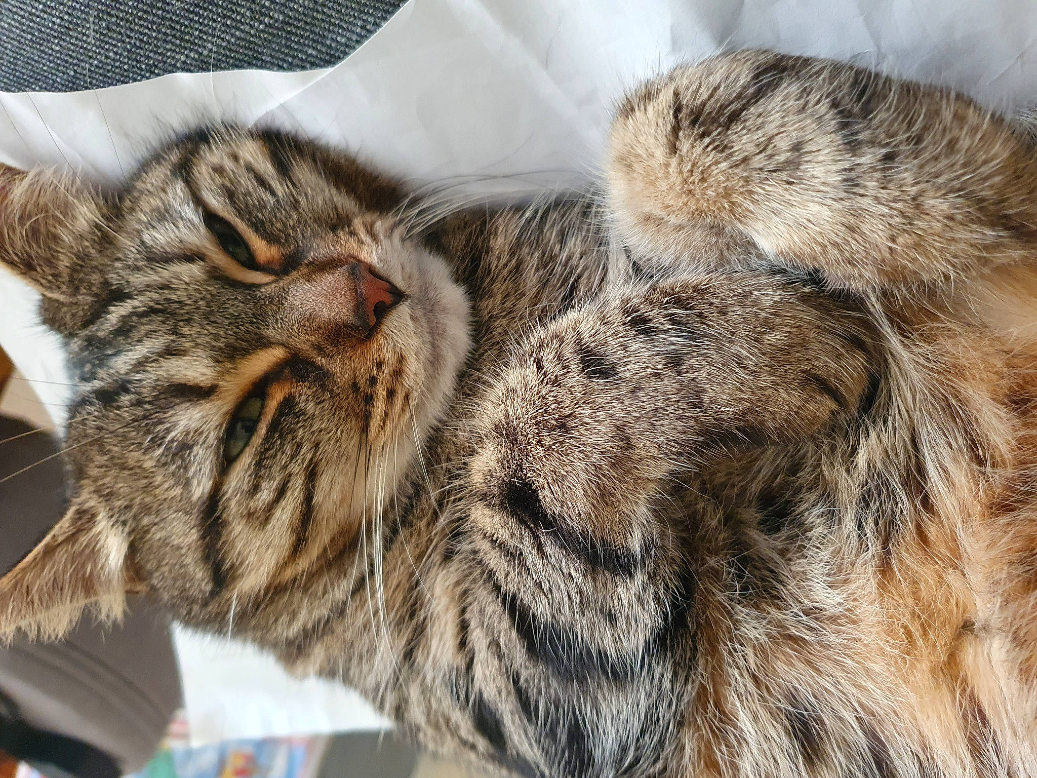 Ren is registered to the contest to win money with this photo: carnivore, cat, claw, comfort, domestic_short_haired_cat, felidae, fur, natural_material, small_to_medium_sized_cats, snout, terrestrial_animal, tree, whiskers