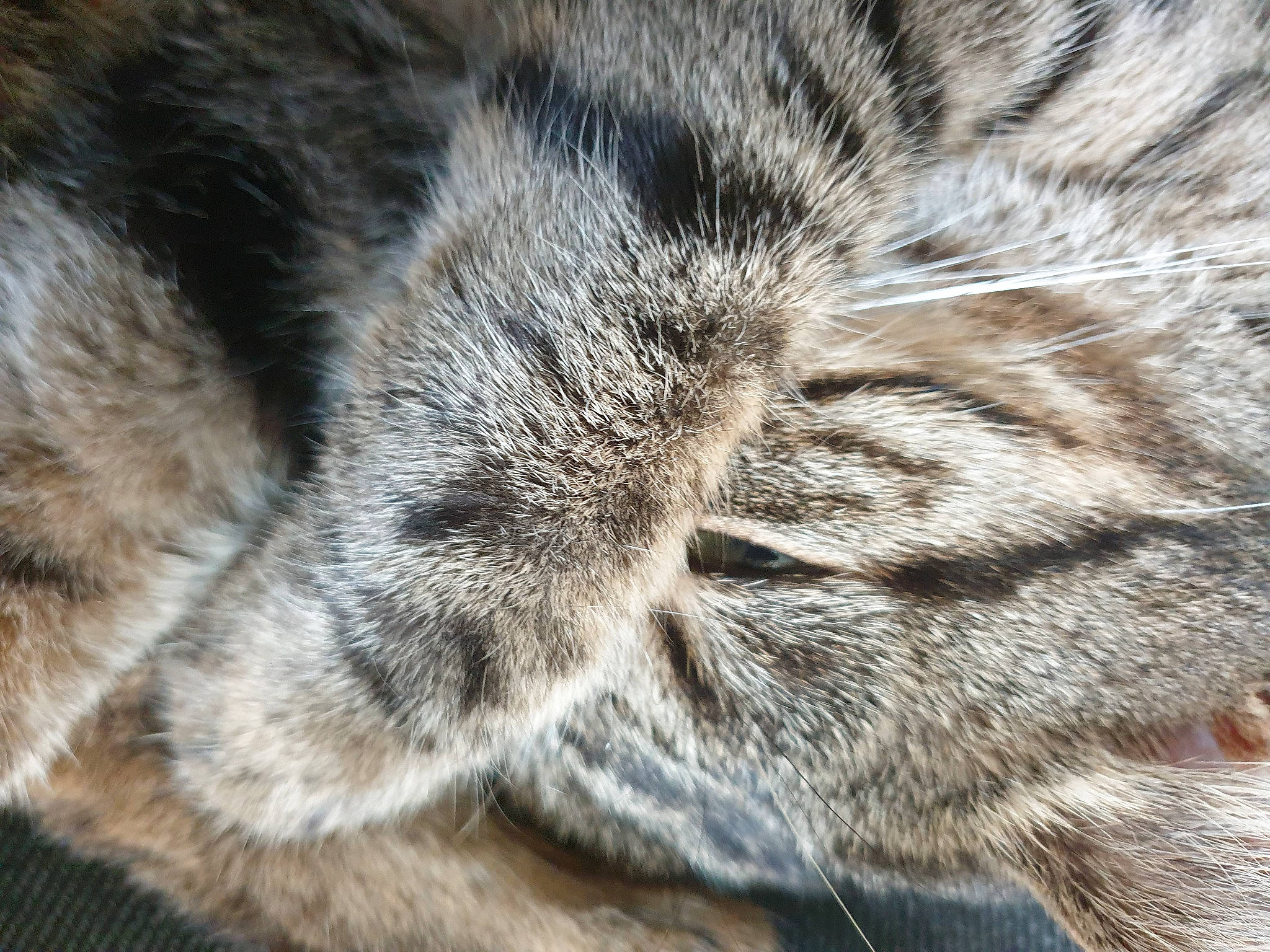 Ren is registered to the contest to win money with this photo: carnivore, cat, claw, domestic_short_haired_cat, fawn, felidae, fur, nap, pattern, paw, sleep, small_to_medium_sized_cats, snout, tail, terrestrial_animal, whiskers, wildlife