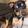 dog, puppy, black_and_tan, floppy_ears, brown_eyes, pet, animal, portrait, close_up, indoors, couch, bed, collar, blue_collar, plush_toy, sitting, curious, cute, flash_photography, home