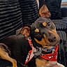dog, black_and_tan, small_dog, portrait, head_tilt, sitting, couch, blanket, cushion, harness, collar, dog_tag, indoors, living_room, window, blinds, lamp, cozy, pet, closeup