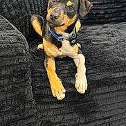 Whiskey joined the competition — help win amazing prizes! dog, puppy, black_and_tan, portrait, sitting, couch, indoors, pet, collar, blue_collar, floppy_ears, brown_eyes, paws, short_hair, cute, adorable, relaxed, curious, closeup, home