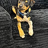 dog, puppy, black_and_tan, portrait, sitting, couch, indoors, pet, collar, blue_collar, floppy_ears, brown_eyes, paws, short_hair, cute, adorable, relaxed, curious, closeup, home