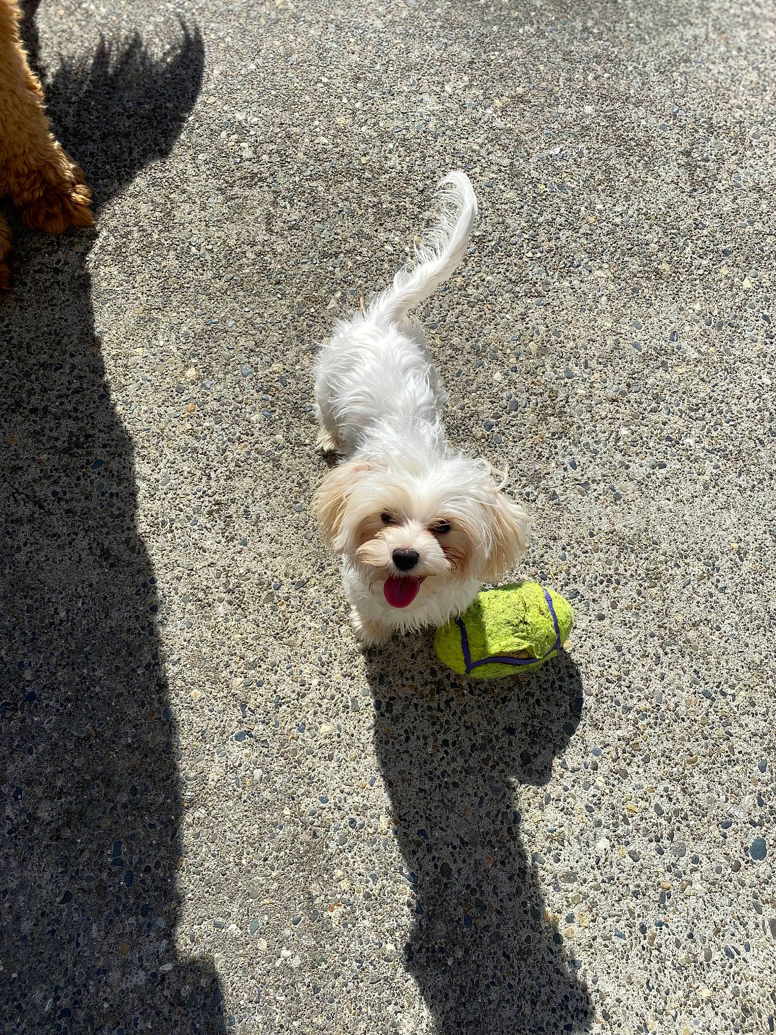 Madison Rose Eloise By Morning. joined the competition — help win amazing prizes! asphalt, carnivore, companion_dog, dog, dog_breed, dog_supply, grass, leash, poodle_crossbreed, road_surface, shadow, sidewalk, small_terrier, snout, soil, tail, tar, terrier, toy_dog, working_animal