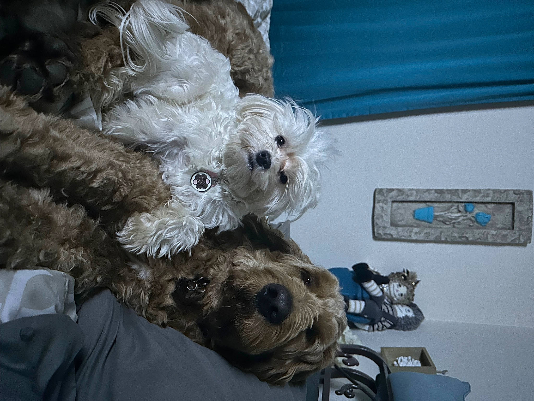 Madison Rose Eloise By Morning. joined the competition — help win amazing prizes! auto_part, automotive_lighting, canidae, carnivore, companion_dog, dog, dog_breed, dog_collar, fur, motor_vehicle, non_sporting_group, personal_luxury_car, poodle, small_terrier, sporting_group, stuffed_toy, terrier, toy, toy_dog, vehicle_door