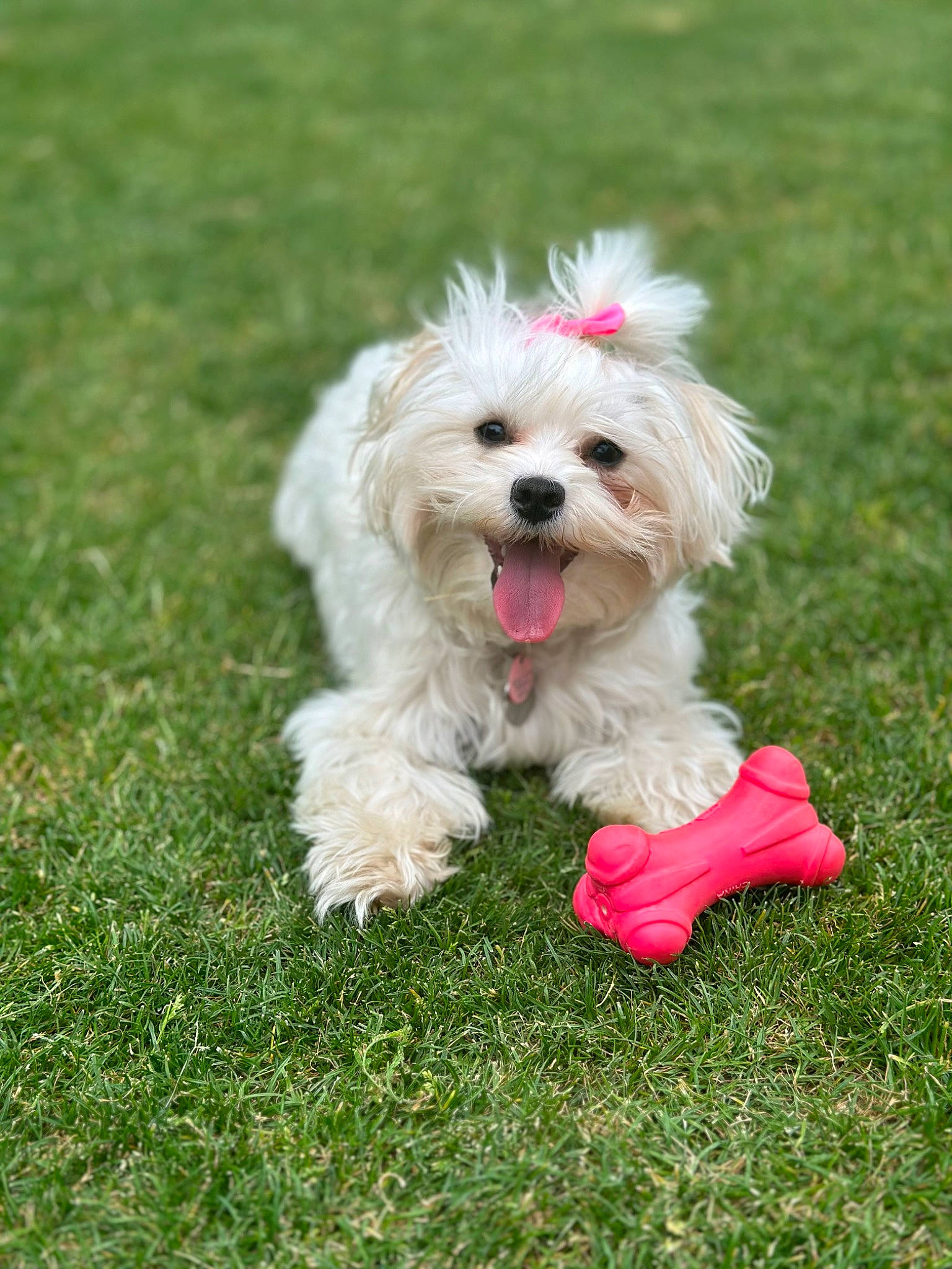 Madison Rose Eloise By Morning.