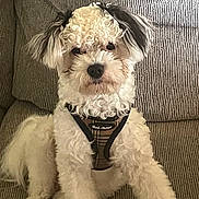 Cash is registered to the contest to win money with this photo: dog, curly_fur, floppy_ears, pet, couch, indoor, harness, sitting, cute, fur, animal, domestic_animal, canine, mammal, companion, portrait, looking_at_camera, relaxed, furniture, home