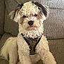 dog, curly_fur, floppy_ears, pet, couch, indoor, harness, sitting, cute, fur, animal, domestic_animal, canine, mammal, companion, portrait, looking_at_camera, relaxed, furniture, home