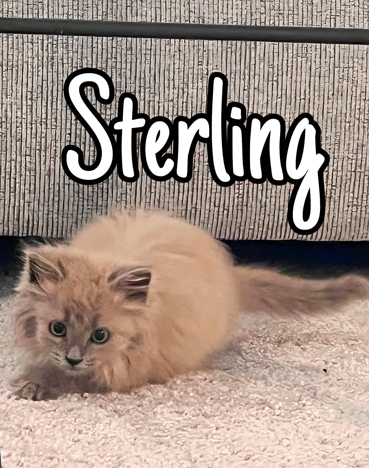 Sterling is registered to the contest to win money with this photo: birman, carnivore, cat, claw, door, fawn, felidae, font, fur, paw, photo_caption, ragdoll, small_to_medium_sized_cats, snout, tail, terrestrial_animal, whiskers, window