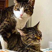 Sushi And Sashimi is registered to the contest to win money with this photo: cat, tabby_cat, two_cats, feline, pet, indoor, bed, blanket, resting, stare, whiskers, ears, fur, portrait, closeup, pair, domestic_animal, cozy, sleepy, curious