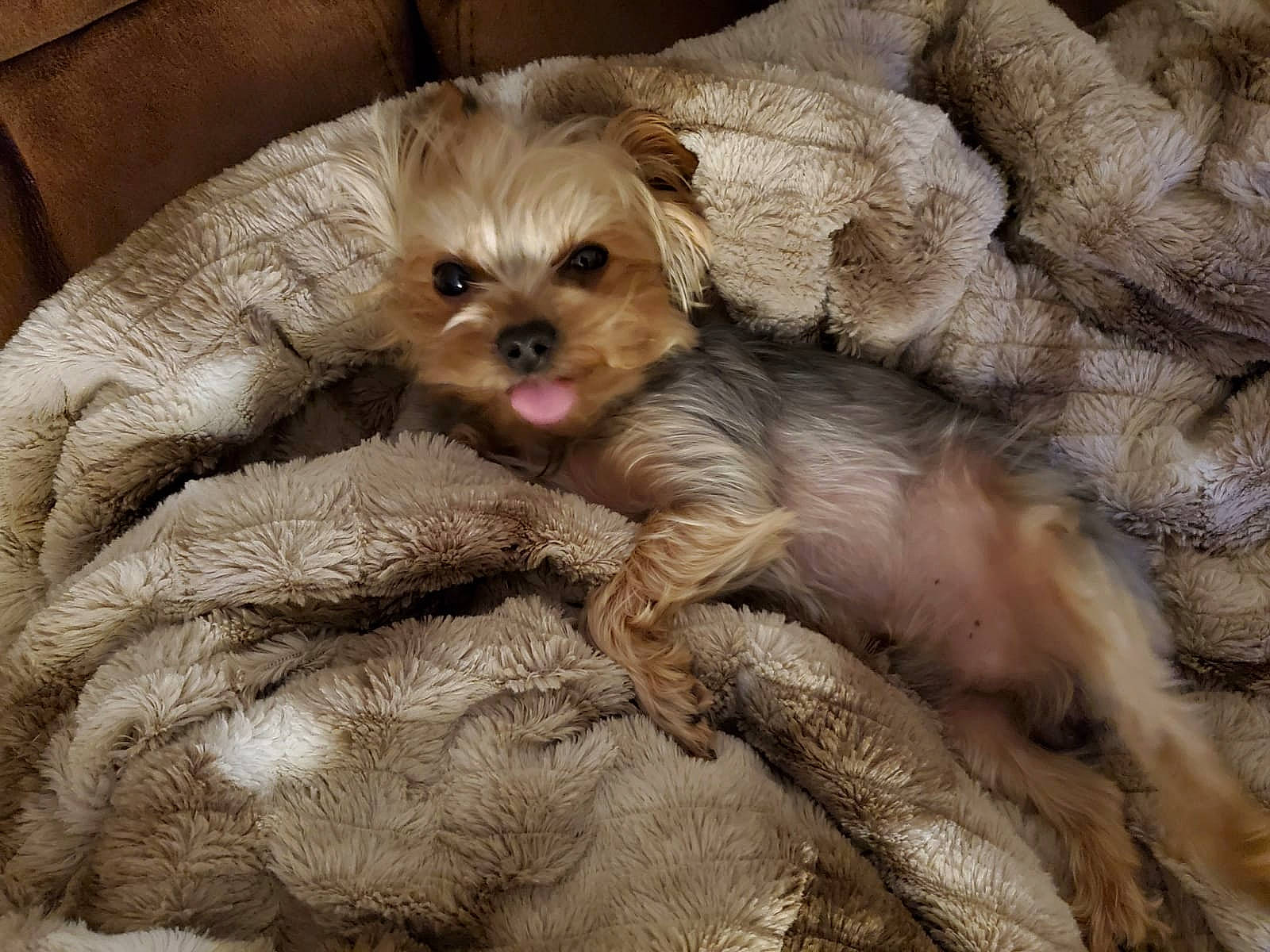 Shadow is registered to the contest to win money with this photo: bolonka, canidae, carnivore, cavapoo, chinese_imperial_dog, companion_dog, dog, dog_breed, dutch_smoushond, maltepoo, mammal, morkie, pekapoo, poodle_crossbreed, puppy, puppy_love, schnoodle, shih_poo, skin, vertebrate